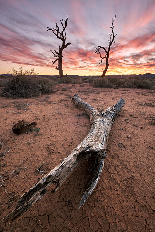 Australian Outback Dead Tree Sunset